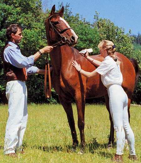 HORSE TREATMENT - EquiHealth Acupressure